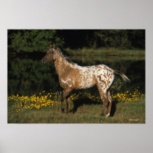 Póster Cavalo do Appaloosa que está pelo lago
