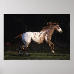 Póster Cavalo do Appaloosa que funciona 4