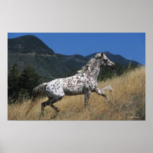 Póster Cavalo do Appaloosa que funciona acima a montanha