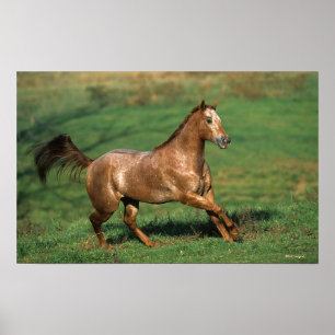 Poster Cavalo do Appaloosa que funciona no campo gramíne