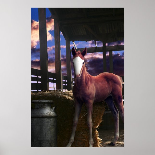 Póster Cavalo do Foal no Celeiro (Frente)