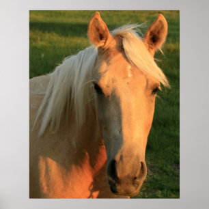 Póster Cavalo do Palomino
