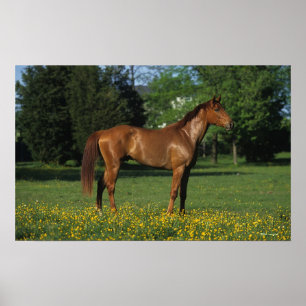 Poster Cavalo do puro-sangue nas flores