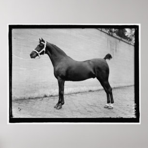Póster Cavalo do vintage