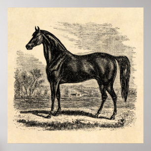 Póster Cavalo dos 1800s do vintage - modelo do Equestrian