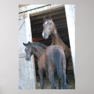 Poster Cavalo e Pony