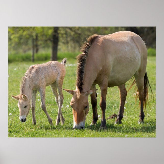 Poster Cavalo e Potro de Przewalski Pastando (Frente)