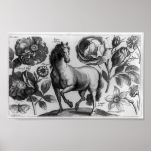 Póster Cavalo e rosas