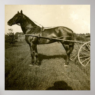 Poster Cavalo e sombra