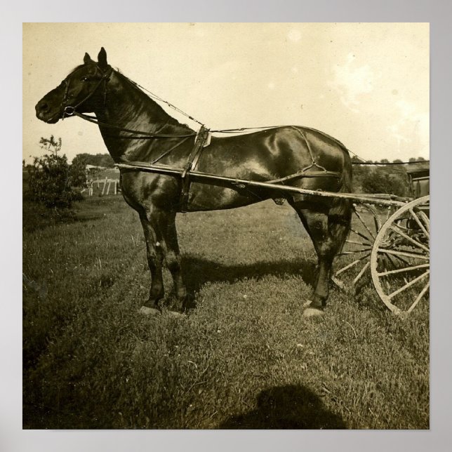 Poster Cavalo e Sombra (Frente)