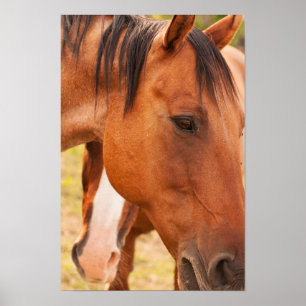Poster Cavalo Escondido Atrás do Cavalo