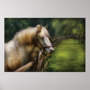 Poster Cavalo - Estalhão Branco