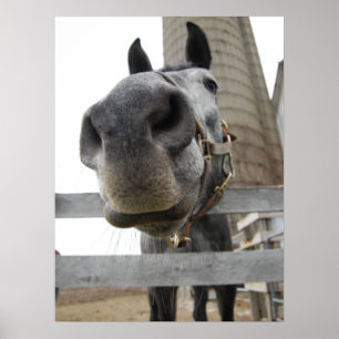 Poster Cavalo Fofo Close Up