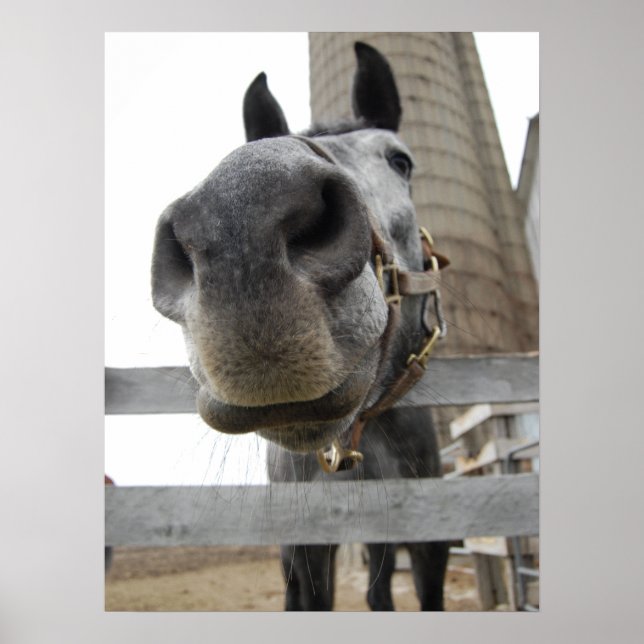 Poster Cavalo Fofo Close Up (Frente)