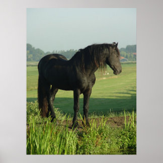 Póster Cavalo Frísia