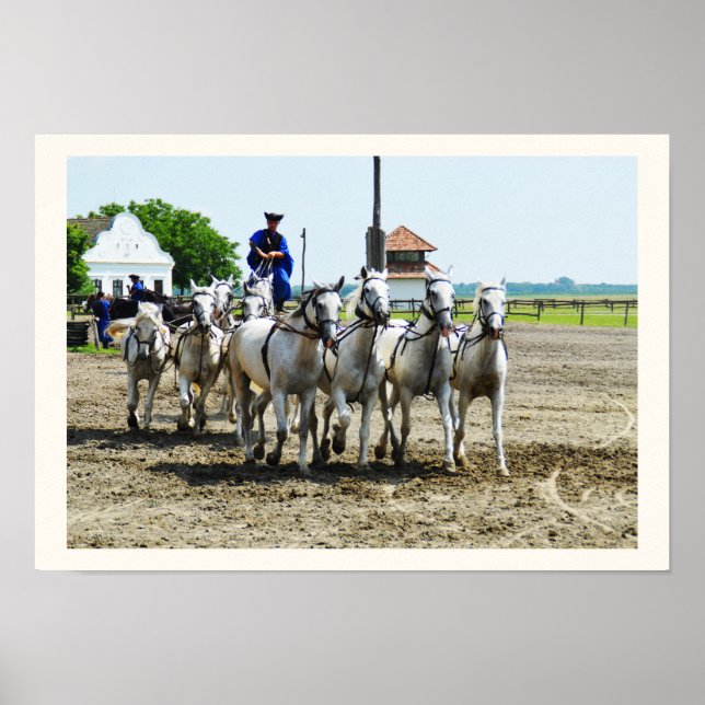 Poster Cavalo húngaro (Frente)