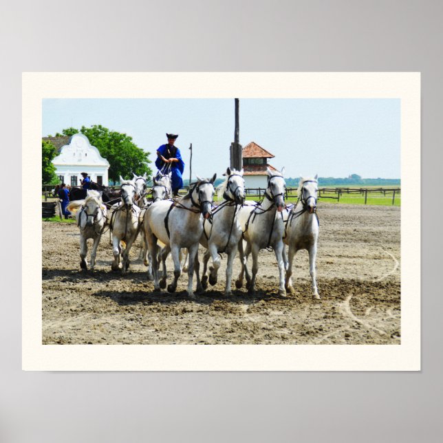 Poster Cavalo húngaro (Frente)