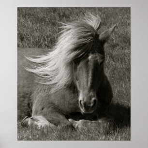 Póster Cavalo islandês