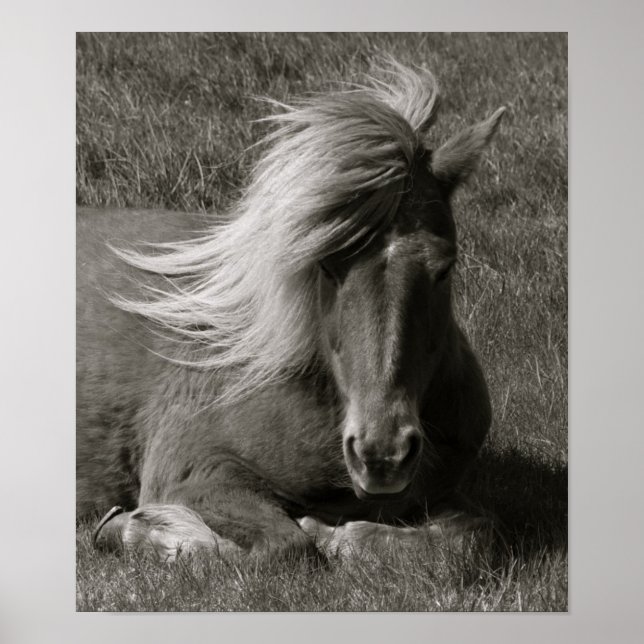 Póster Cavalo islandês (Frente)