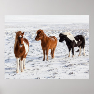 Poster Cavalo islandês com Casaco de inverno típico