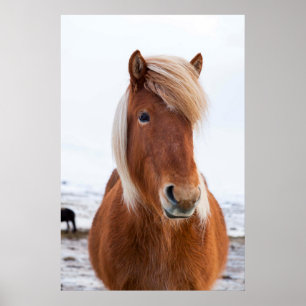 Póster Cavalo islandês durante o inverno 2