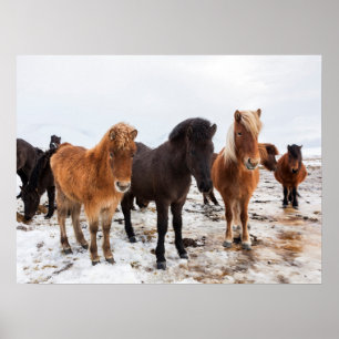 Poster Cavalo Islandês Durante o Inverno Islândia