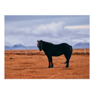 Póster Cavalo islandês negro icônico