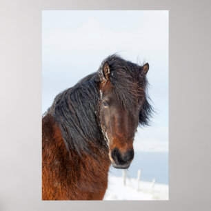 Póster Cavalo Islandês Vista da Cabeça