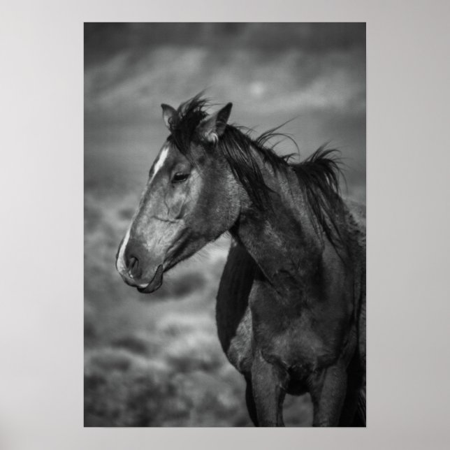 Poster cavalo-mãe (Frente)