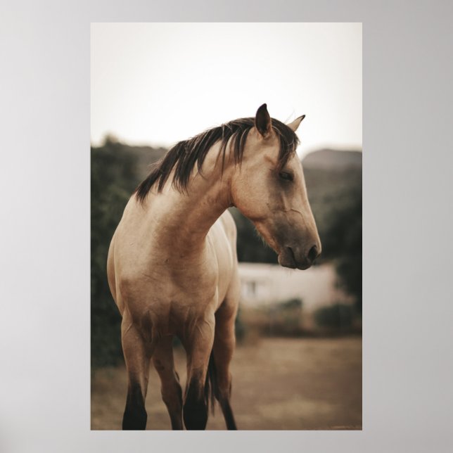 POSTER CAVALO MARAVILHOSO (Frente)