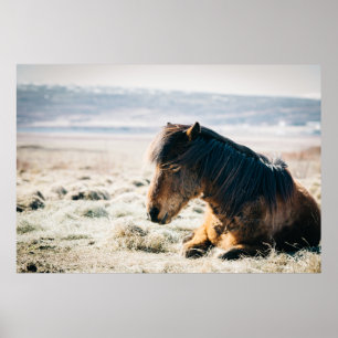 POSTER CAVALO MARAVILHOSO SENTADO NA GRAMA PERTO DA PRAIA