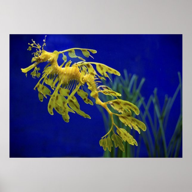 Póster Cavalo marinho (Frente)