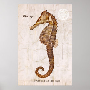Poster Cavalo marinho do vintage - cavalos marinhos
