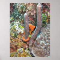 Cavalo-marinho em Coral
