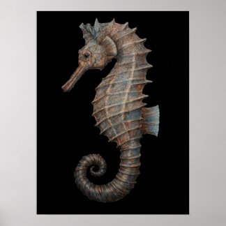 Poster Cavalo-Marinho Majestoso