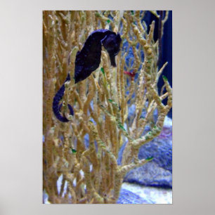 Póster Cavalo-marinho no Coral
