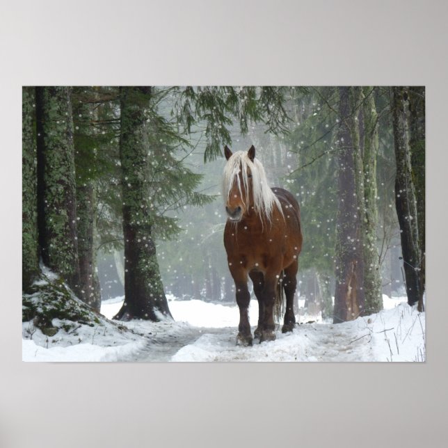 Poster Cavalo marrom em uma floresta de inverno com neve  (Frente)