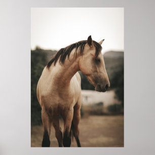 POSTER CAVALO MARROSO