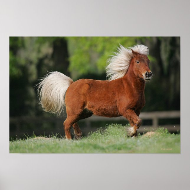 Póster Cavalo Miniatura em Pé (Frente)