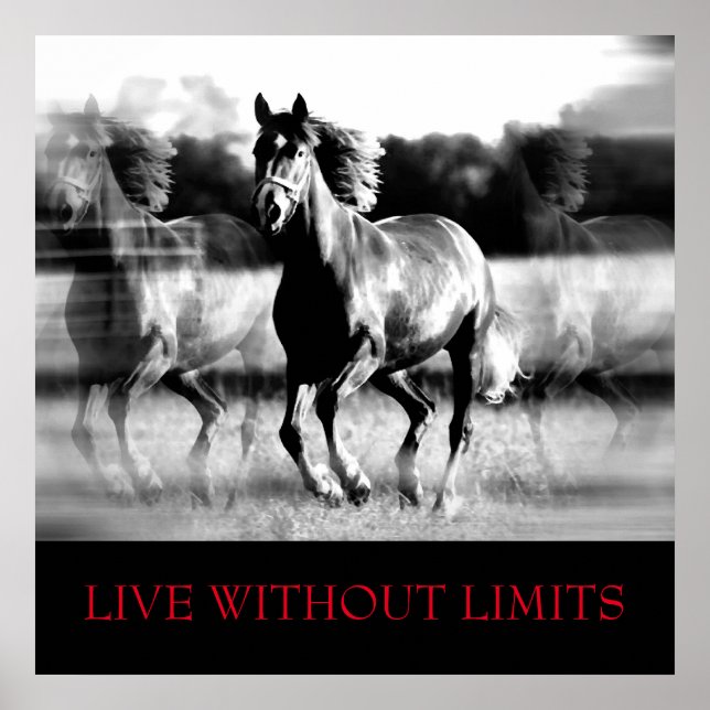 Poster Cavalo Motivacional Branco Negro Vive Sem Limites (Frente)