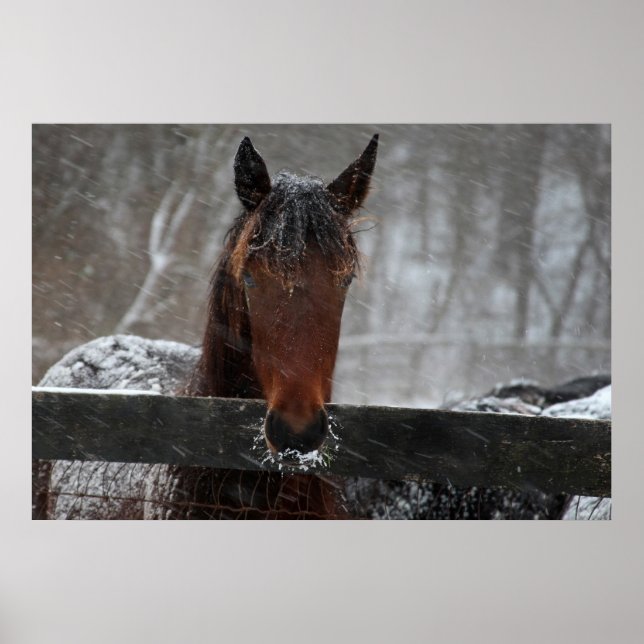 Poster Cavalo na neve (Frente)