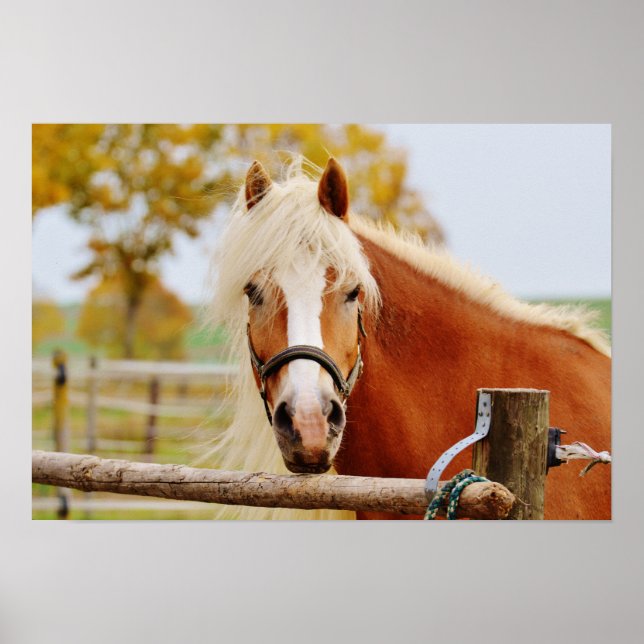 Poster Cavalo Na Porta (Frente)