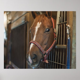 Póster Cavalo na tenda