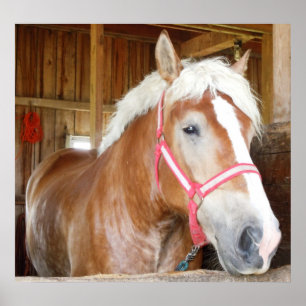 Poster Cavalo na tenda 1