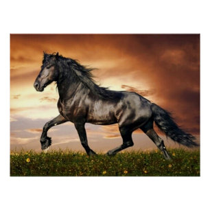 Póster cavalo negro