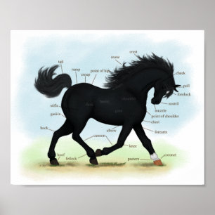 Poster Cavalo Negro com Gráfico de Anatomia de Estrelas e