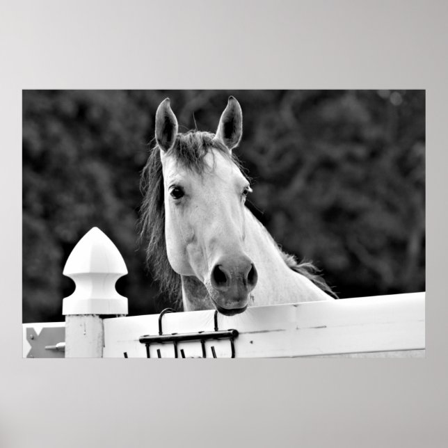 Poster Cavalo Negro e Branco (Frente)
