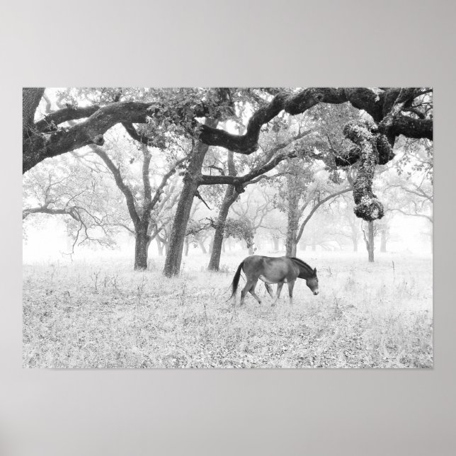 Póster Cavalo No Campo De Cachorro De Oacos (Frente)