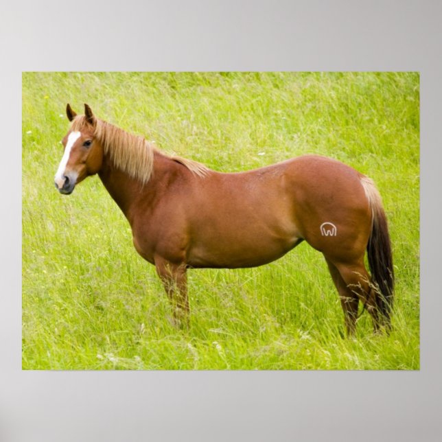 Poster Cavalo no Campo de Primavera (Frente)