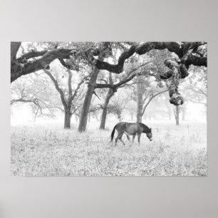 Póster Cavalo no campo nevoento dos carvalhos